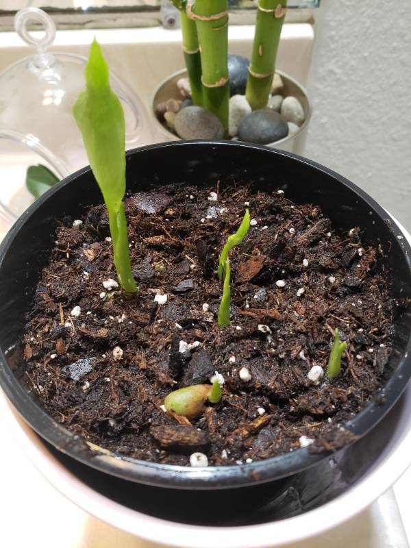 Seedlings Growth Phase Monstera Growth Stages