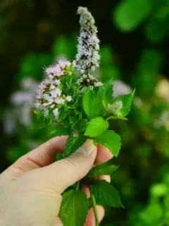Why Is My Mint Plant Flowering