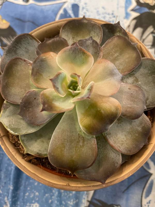 Acclimatization Can Also Be a Reason Why Your Succulent Leaves Are Pointing Down
