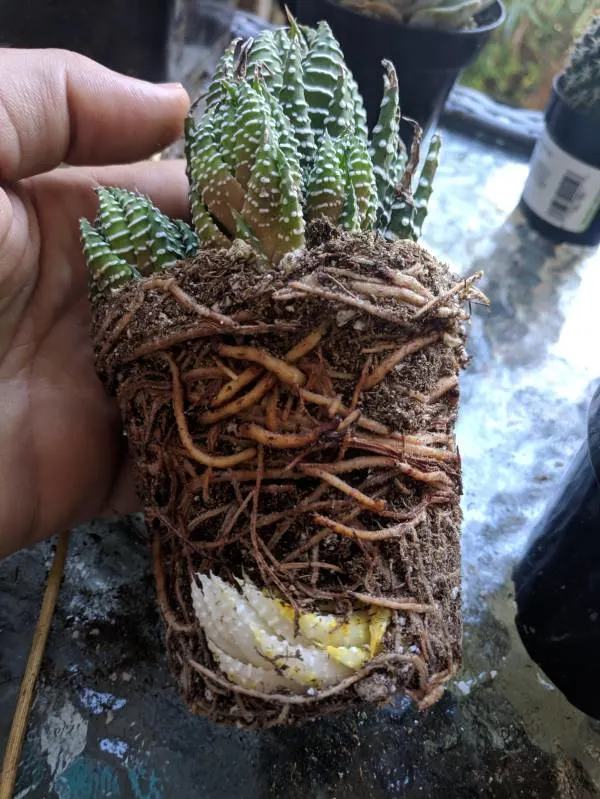 If Your Plant Is Root Bound You Might See the Leaves Pointing Down