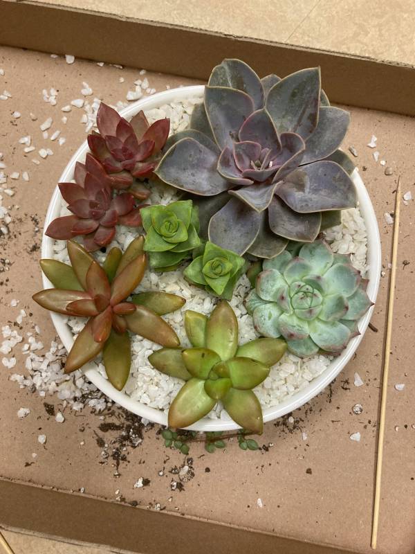 Improper Light Can Cause Succulent Leaves Pointing Down