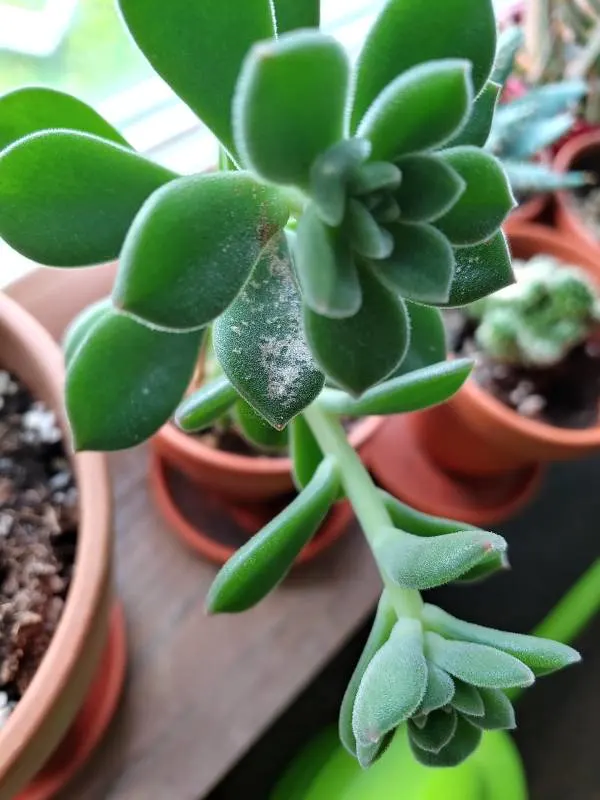 Pests Can Cause the Succulent Leaves to Point Down