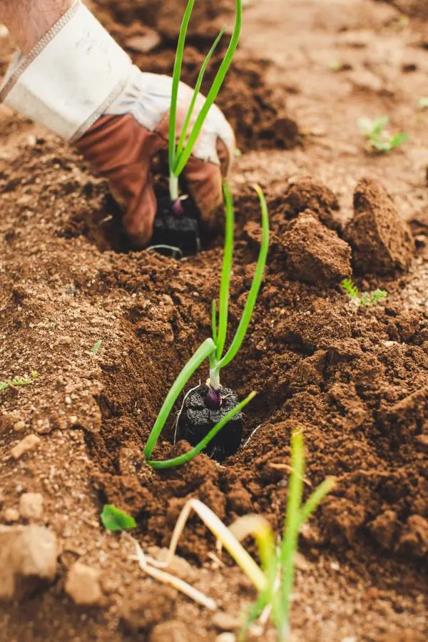 Planting onion for self support self supply