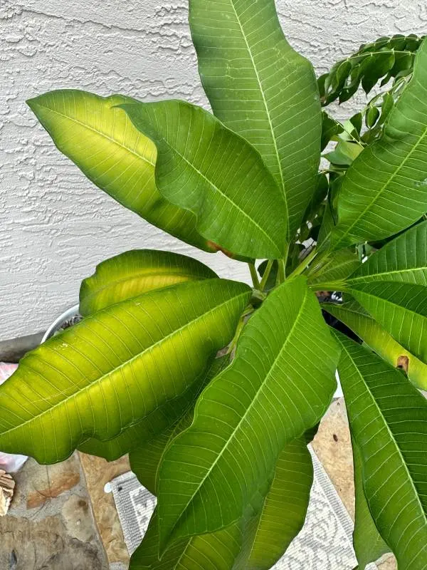 Plumeria Leaves Can Also Curl Because of the Temperature Stress