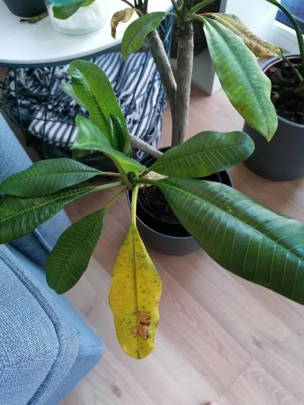 What is wrong with my Plumeria