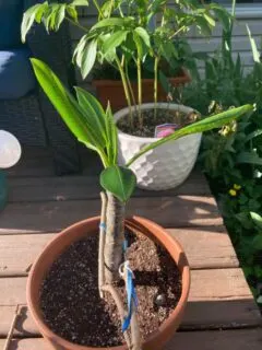 Why Are My Plumeria Leaves Curling