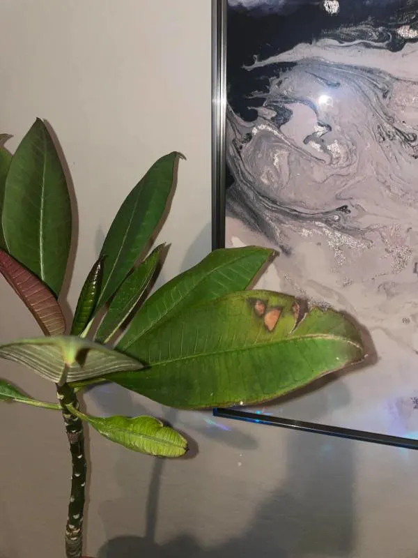 Why Are My Plumeria Leaves Curling Help Brown spots leaves are falling off