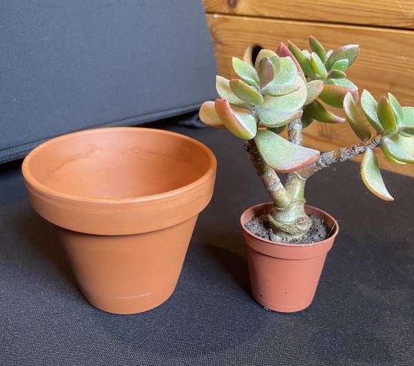Wrong Pot Size Can Cause the Leaves of Your Succulents to Point Downward