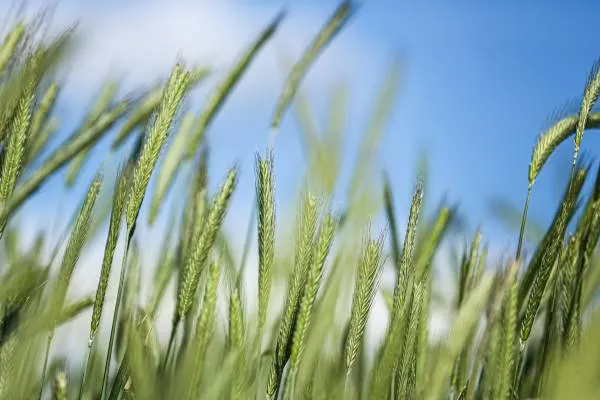 A Wheat Field Under the Blue Sky
