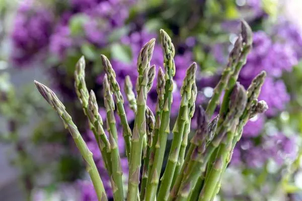 Asparagus Cones Horseradish Companion Plants