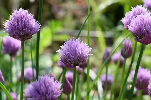 Chives Purple Blooms Horseradish Companion Plants