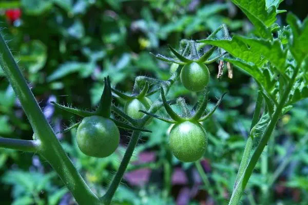 Green Tomatoes Horseradish Companion Plants