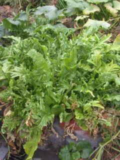 Horseradish Companion Plants