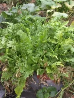 Horseradish Companion Plants