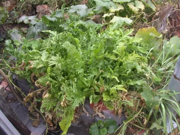 Horseradish Companion Plants