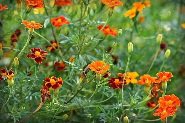 Marigold Flowers Horseradish Companion Plants