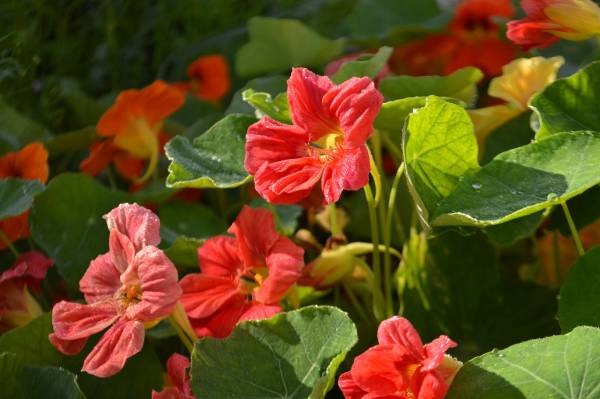 Nasturtiums During Summer Horseradish Companion Plants