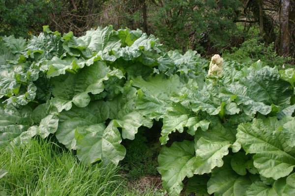 Rhubarb Plant Patch Horseradish Companion Plants