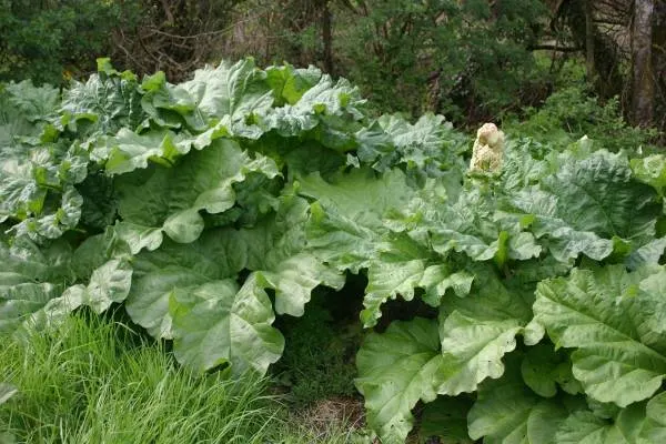 Rhubarb Plant Patch Horseradish Companion Plants