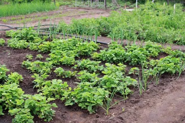 Strawberry Bed in a Country House Horseradish Companion Plants