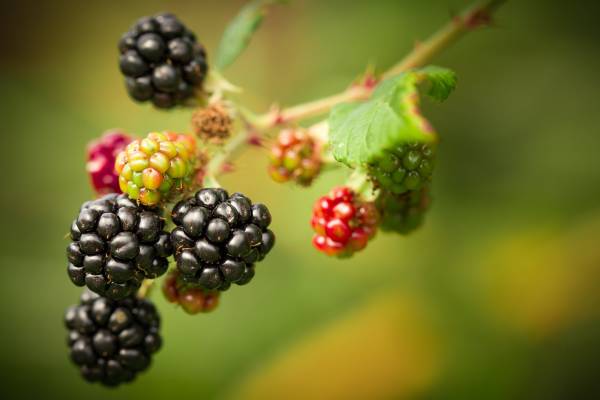 The Blackberry Plant Life Cycle