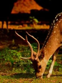 Do Deer Eat Cosmos