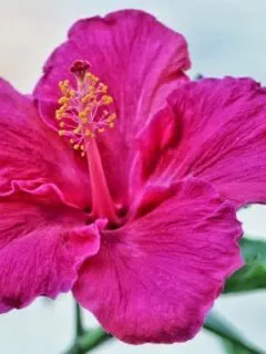 Do Hibiscus Flowers Close at Night