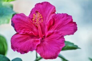 Do Hibiscus Flowers Close at Night