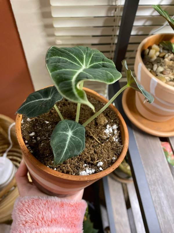 Finding the Root Cause of Alocasia Leaves Curling