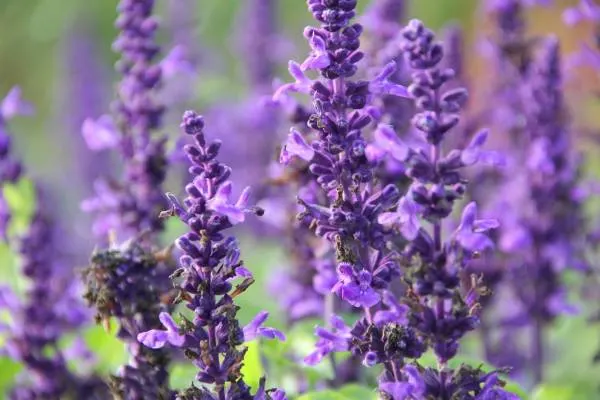 Garden sage Purple