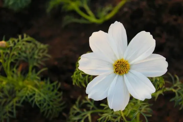 White Cosmos Flower