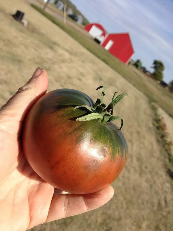 Cherokee Purple Tomato