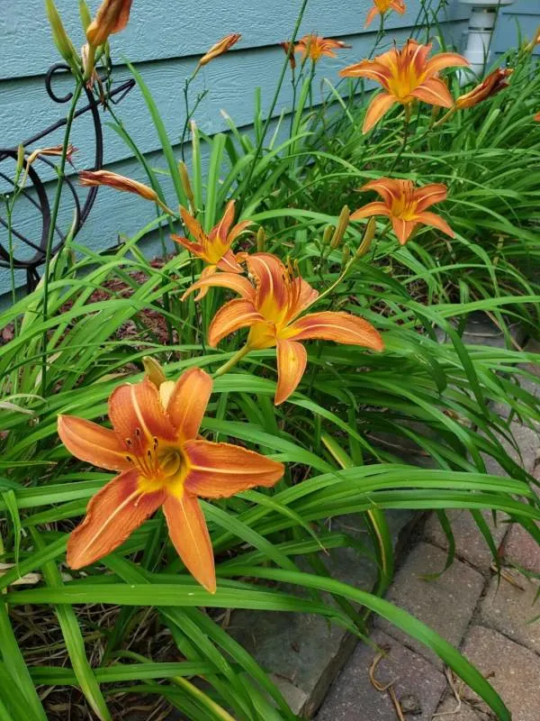 Daylily Garden Plants for Borders