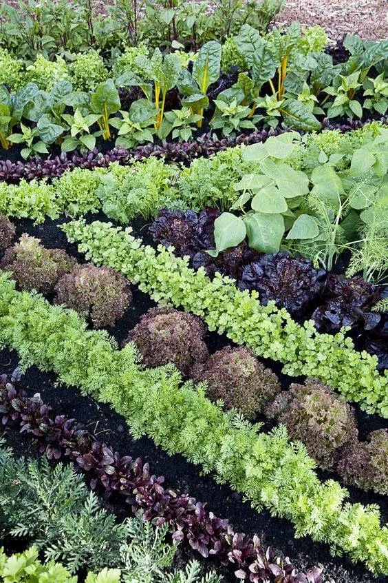 Unique Ideas for Your Veggie Garden Companion Planting for Pest Control