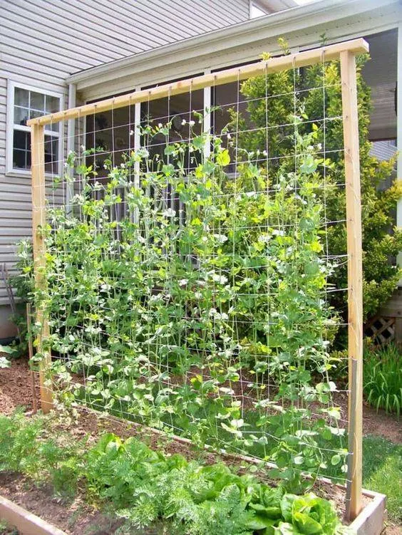 Unique Ideas for Your Veggie Garden Cucumber Trellis