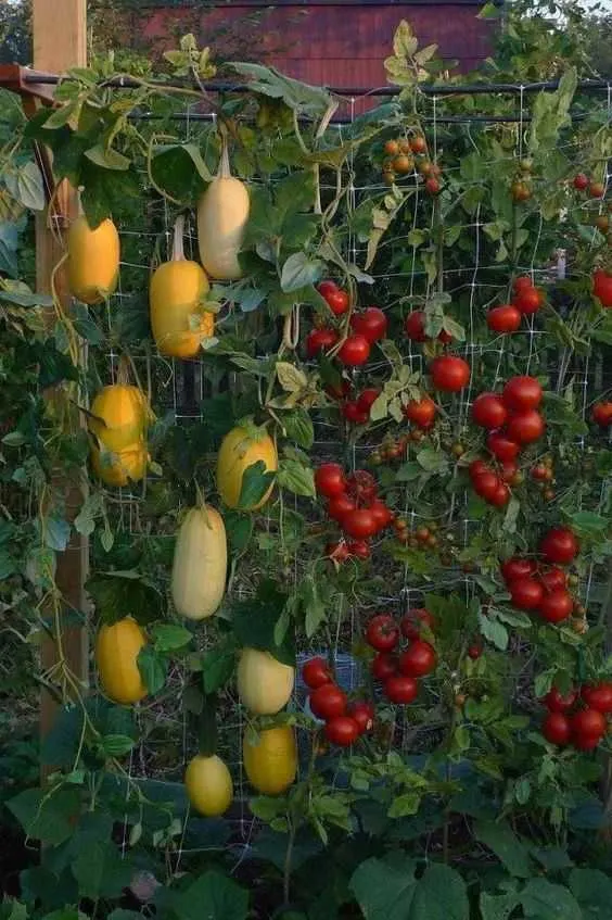 Unique Ideas for Your Veggie Garden Edible Landscaping Ideas