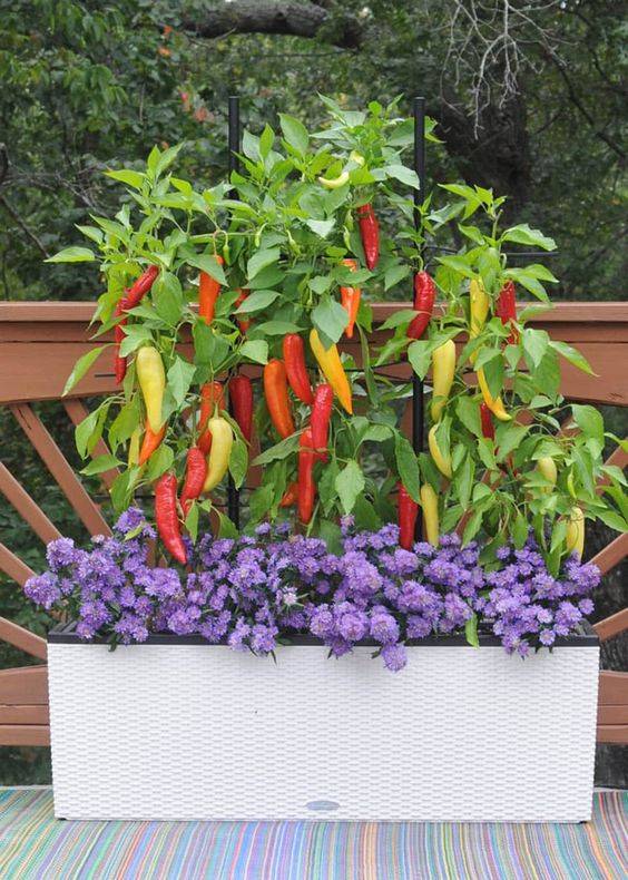 Unique Ideas for Your Veggie Garden Edibles Grown in a Container