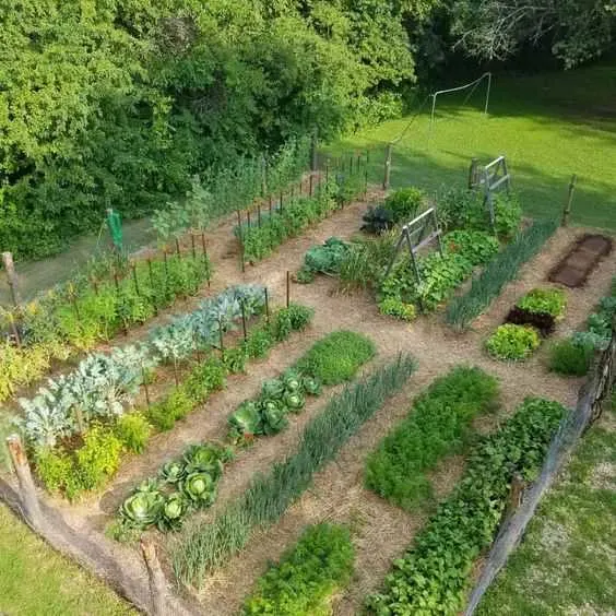 Unique Ideas for Your Veggie Garden Food Forest Garden