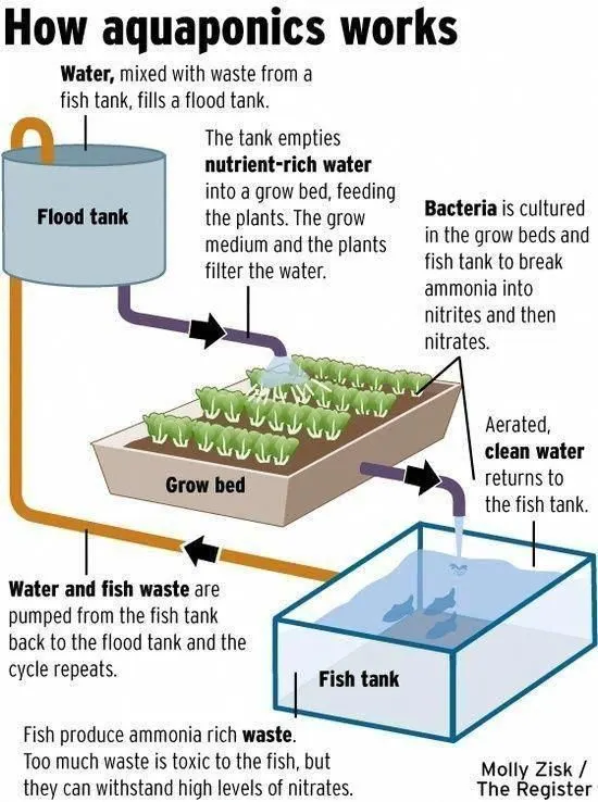 Unique Ideas for Your Veggie Garden How Aquaponics Work