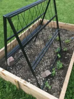 A Frame Cucumber Trellis 1