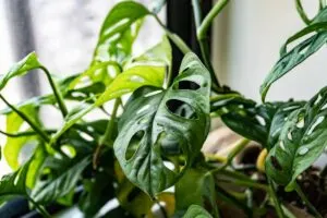 Monstera Obliqua