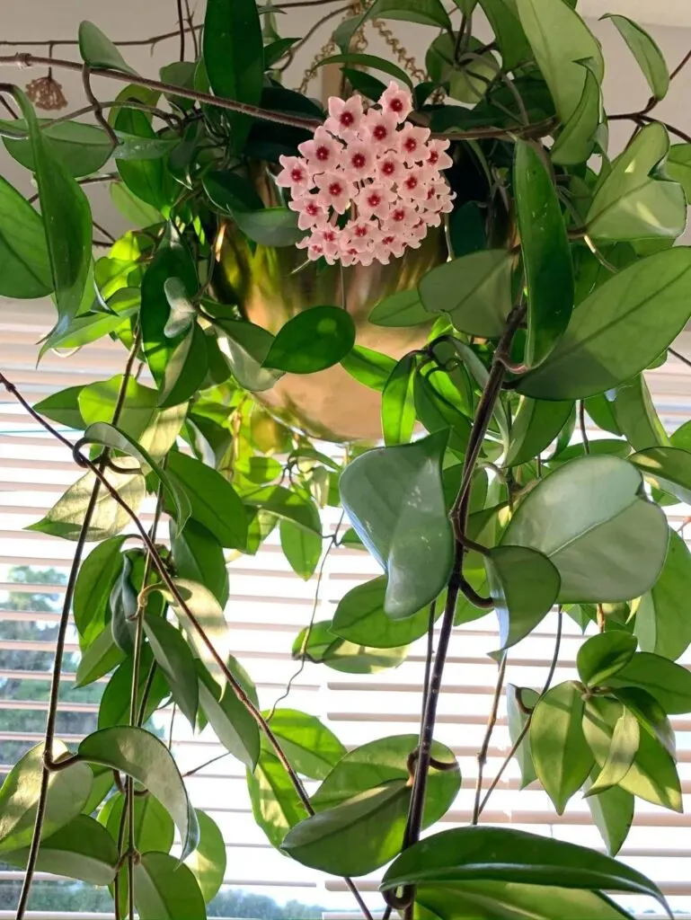 How to Care for Hoya Carnosa